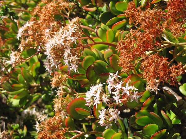 Crassula argentea
