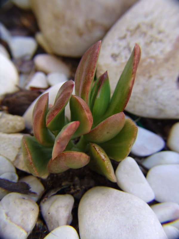 Crassula Ovata 'Variegata'