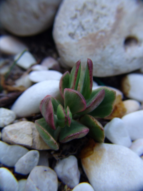Crassula Ovata 'Variegata'