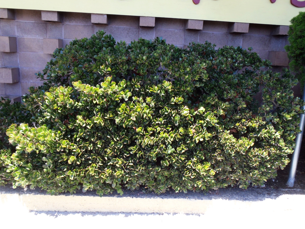 Crassula ovata