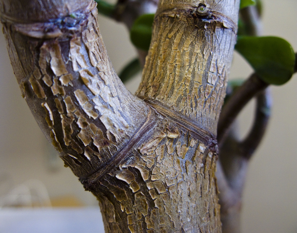 Trunk of a 10 year old plant