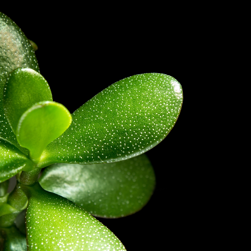 Leaf close up
