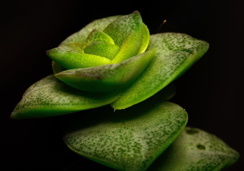 Close-up of fleshy, opposite, sessile, triangular leaves.