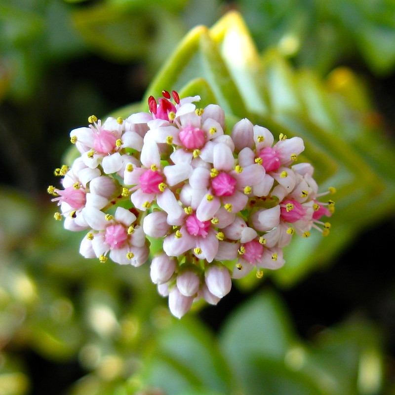 Cluster of small, pink, star-shaped flowers.