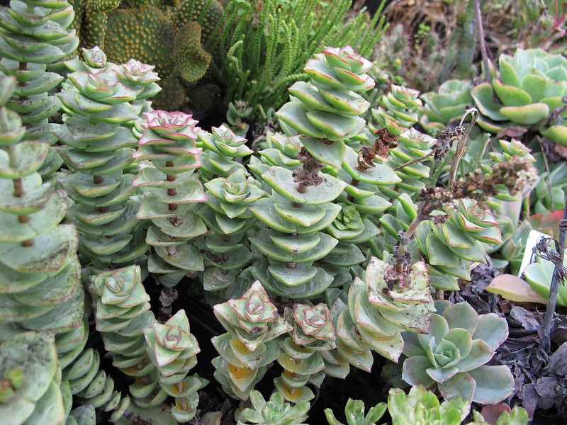 Trailing succulent plant with sessile leaves.