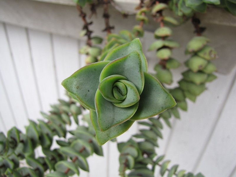 Trailing succulent plant with sessile leaves.