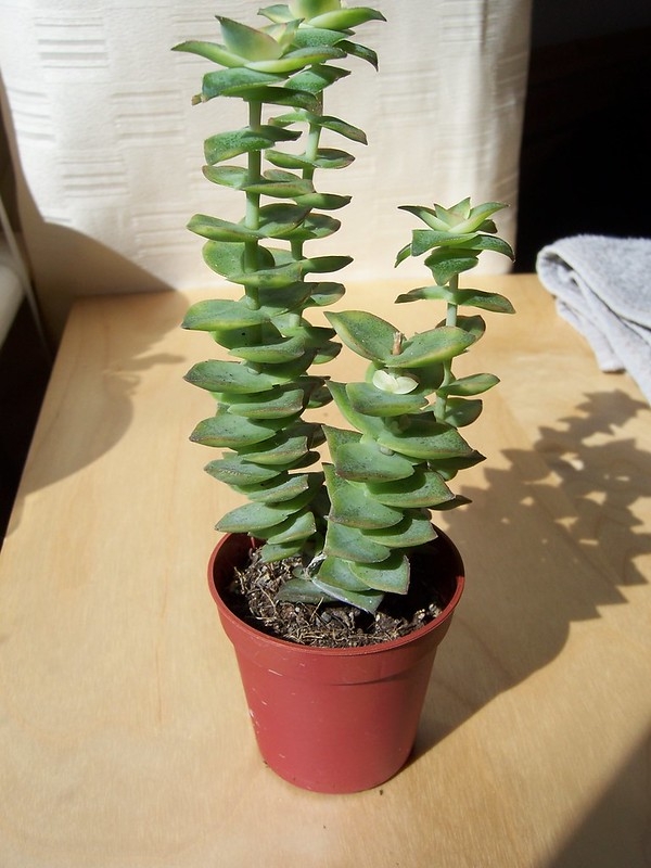 Potted succulent plant with opposite triangular sessile leaves.