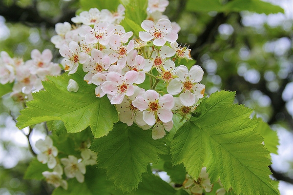 Crataegus mollis