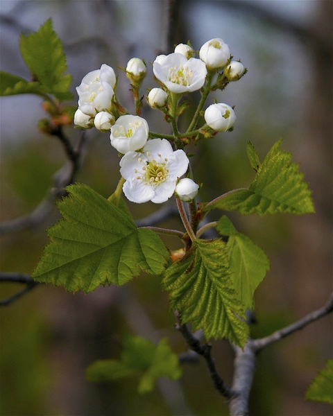 Crataegus mollis