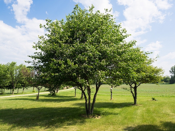 Crataegus phaenopyrum