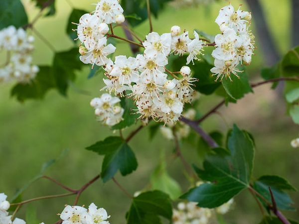 Crataegus phaenopyrum flowers
