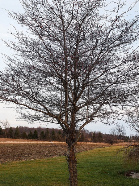 Crataegus phaenopyrum