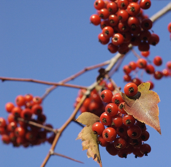 Crataegus phaenopyrum berries