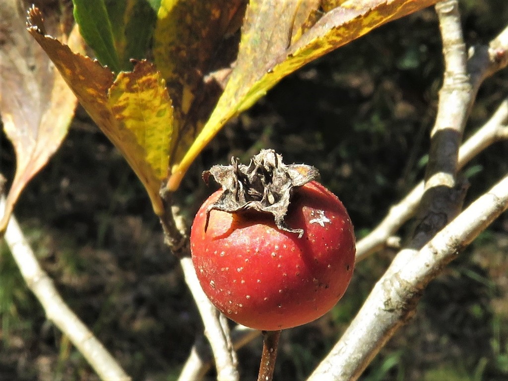 Fruit