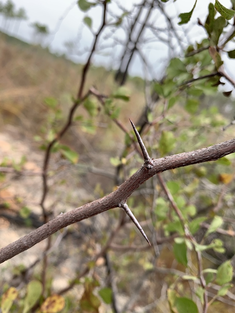 Branch with thorns
