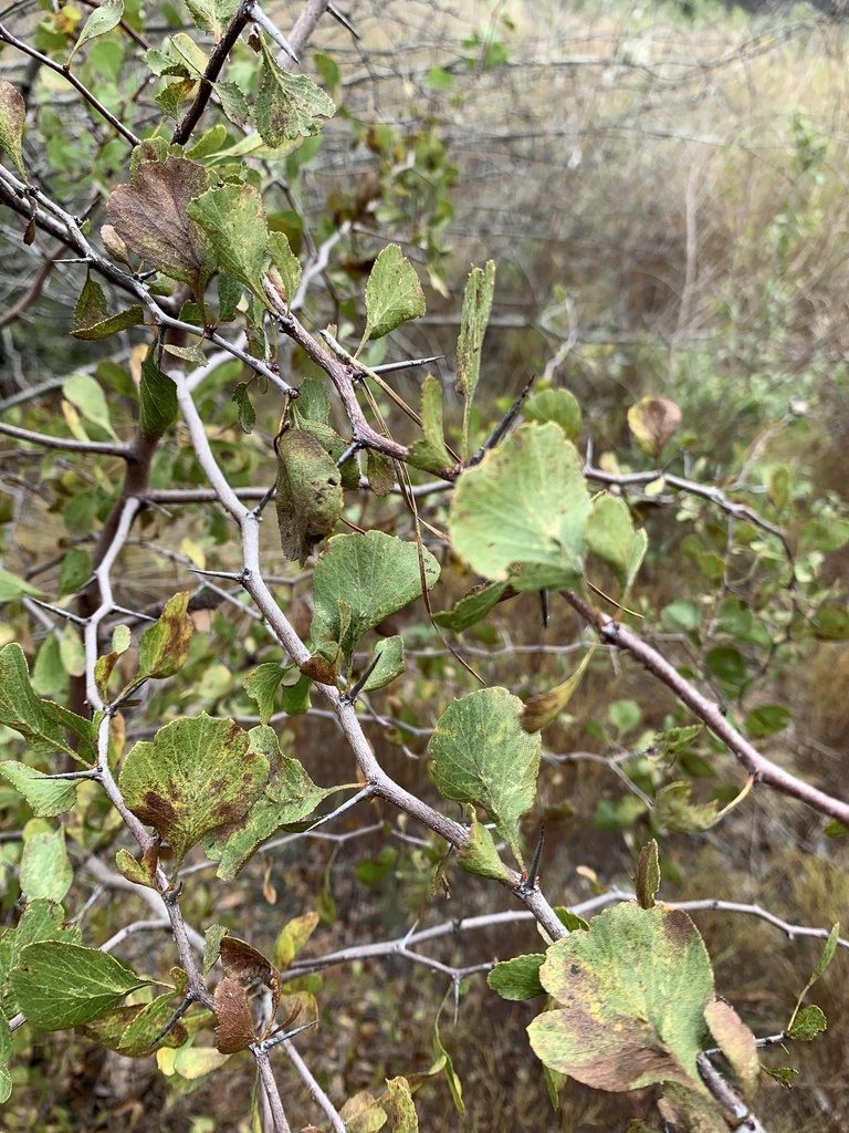 Zig-zag stems