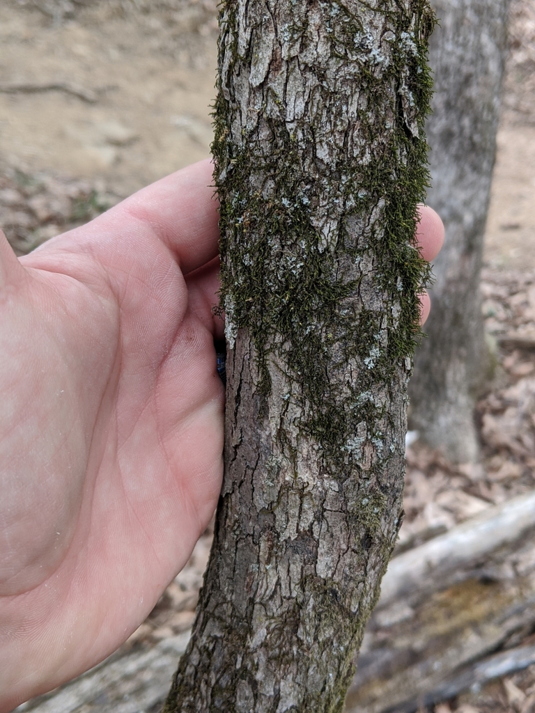 Bark