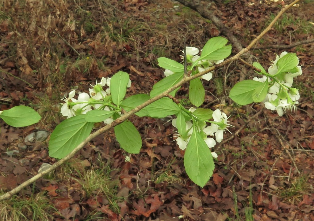 Back of leaves and flowers