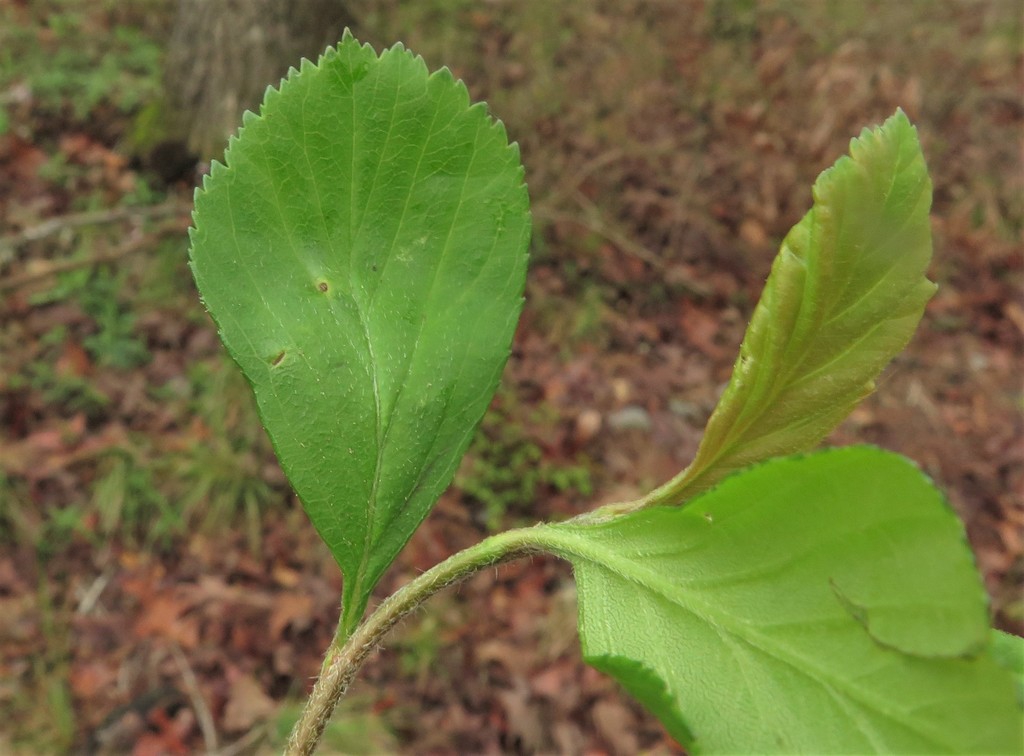 Leaves