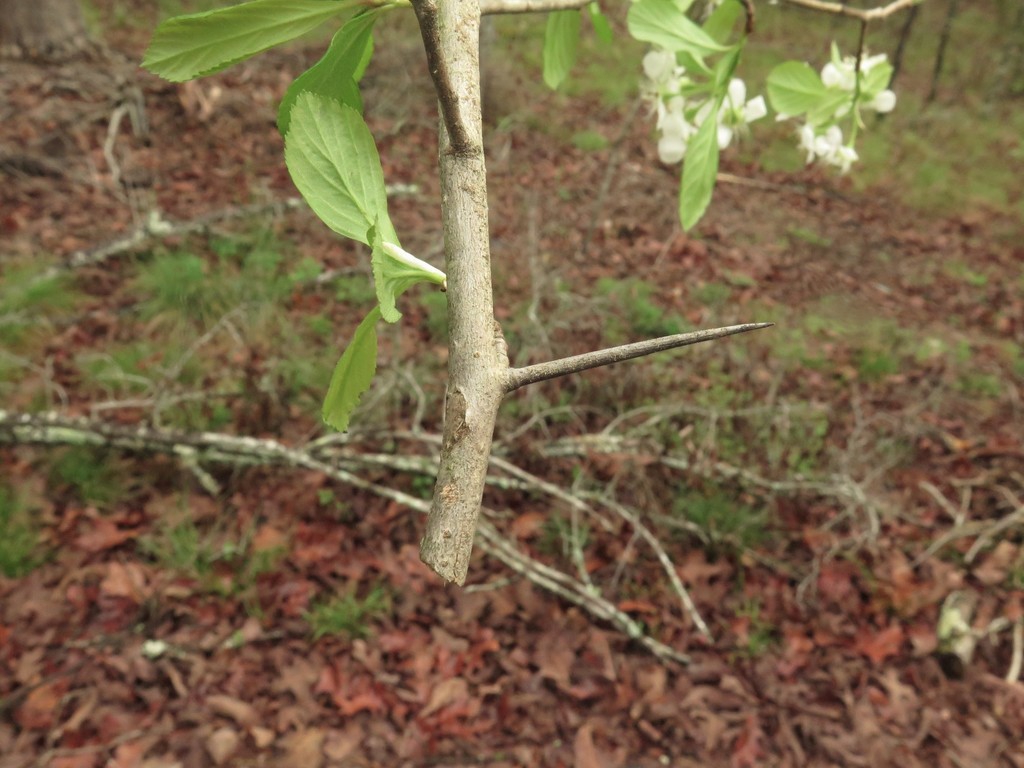 Thorn