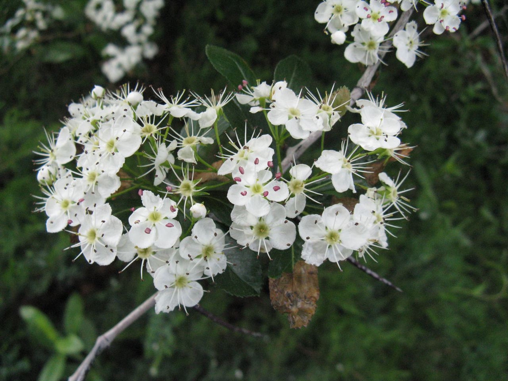 Crataegus crusgalli var. pyricanthifolia - flowers