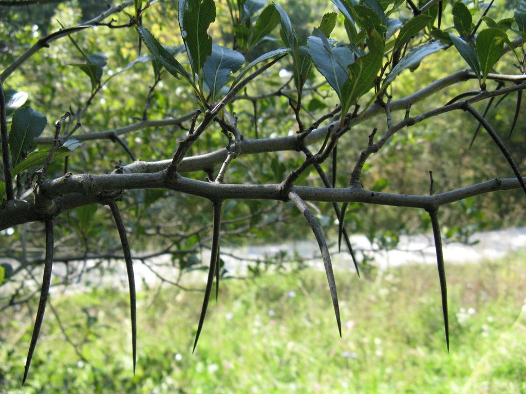 Crataegus crusgalli - thorns on limb