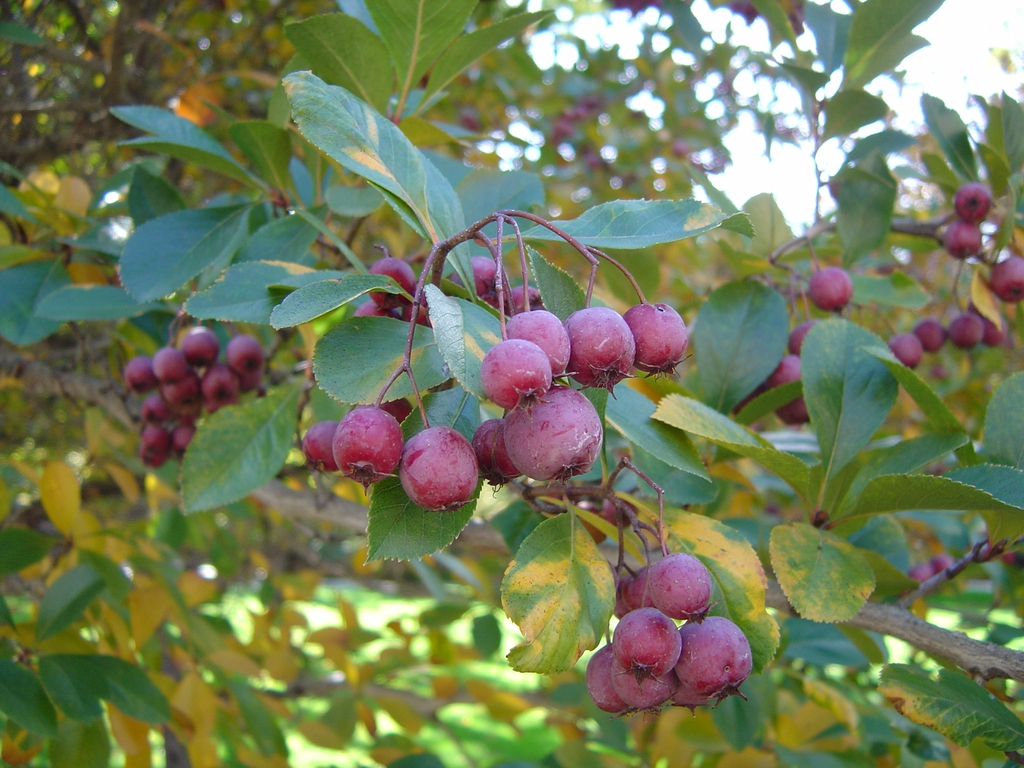Crataegus crusgalli - fruit