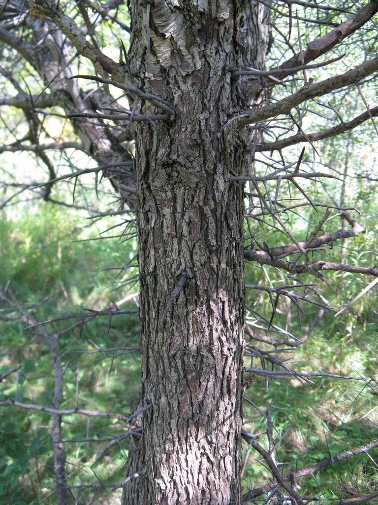 Thorns on trunk