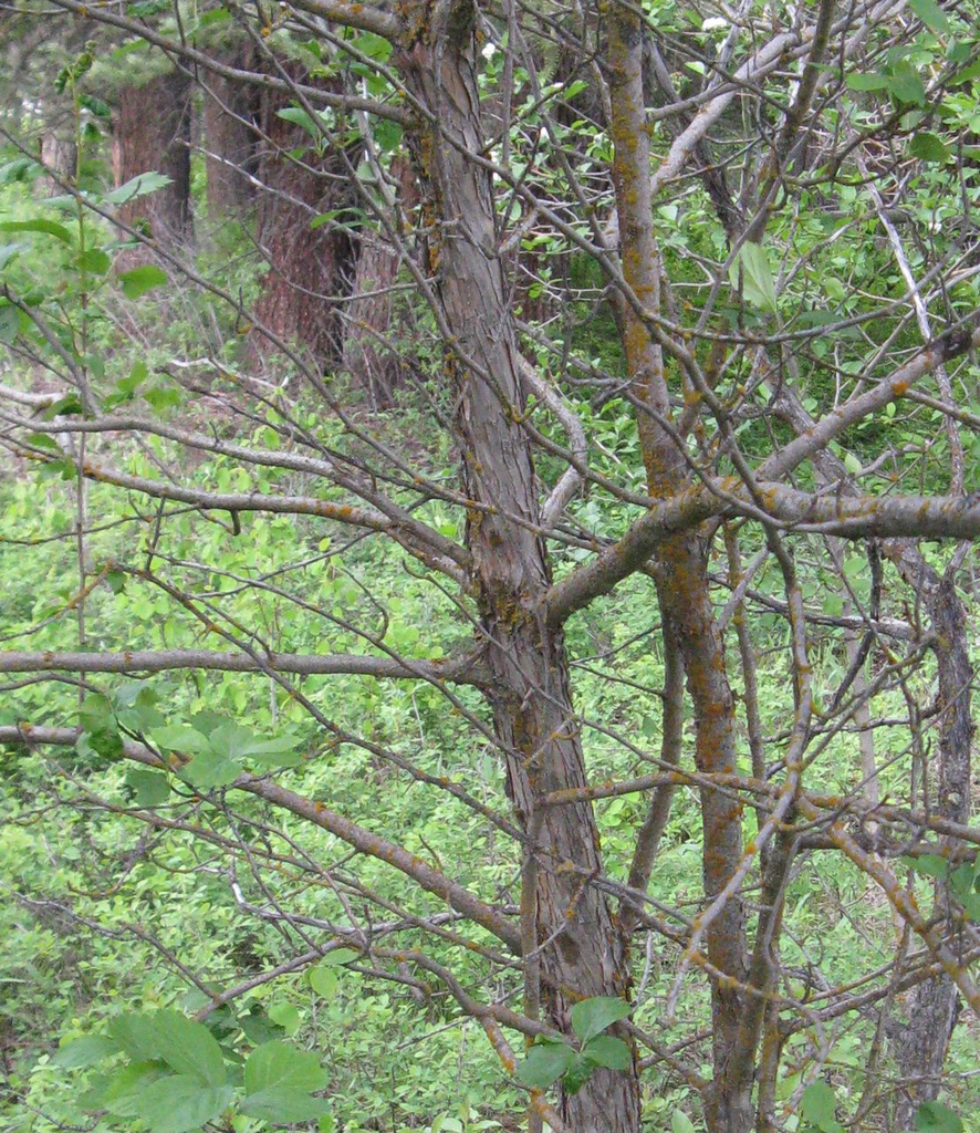 Mature Bark