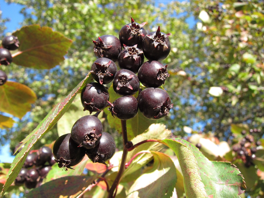 Fruit