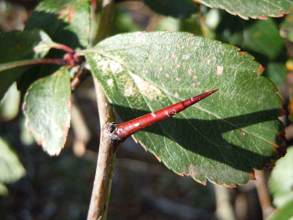 Thorn