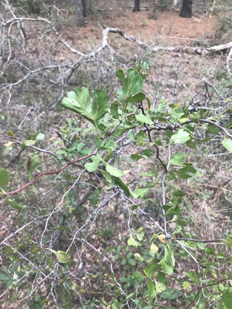 Leaves