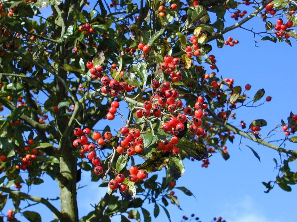 Fruit
