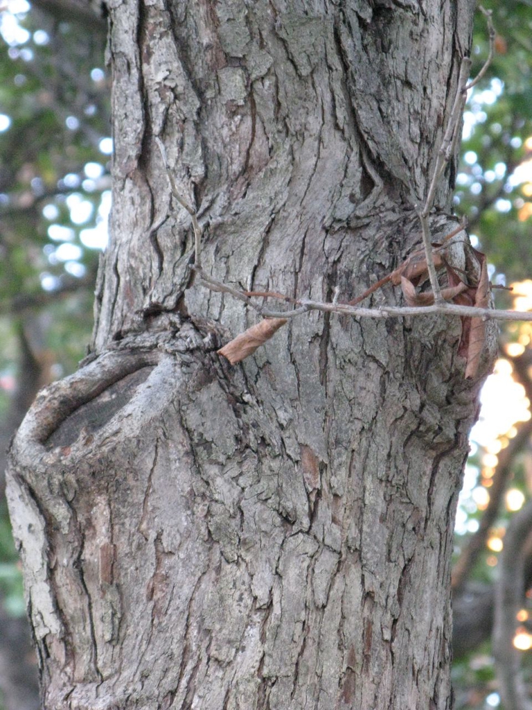 Bark