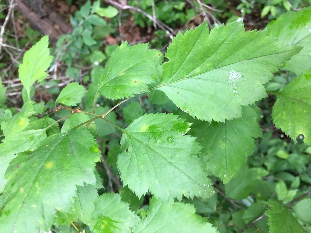 Leaves