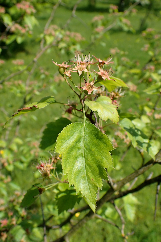 Forming fruits