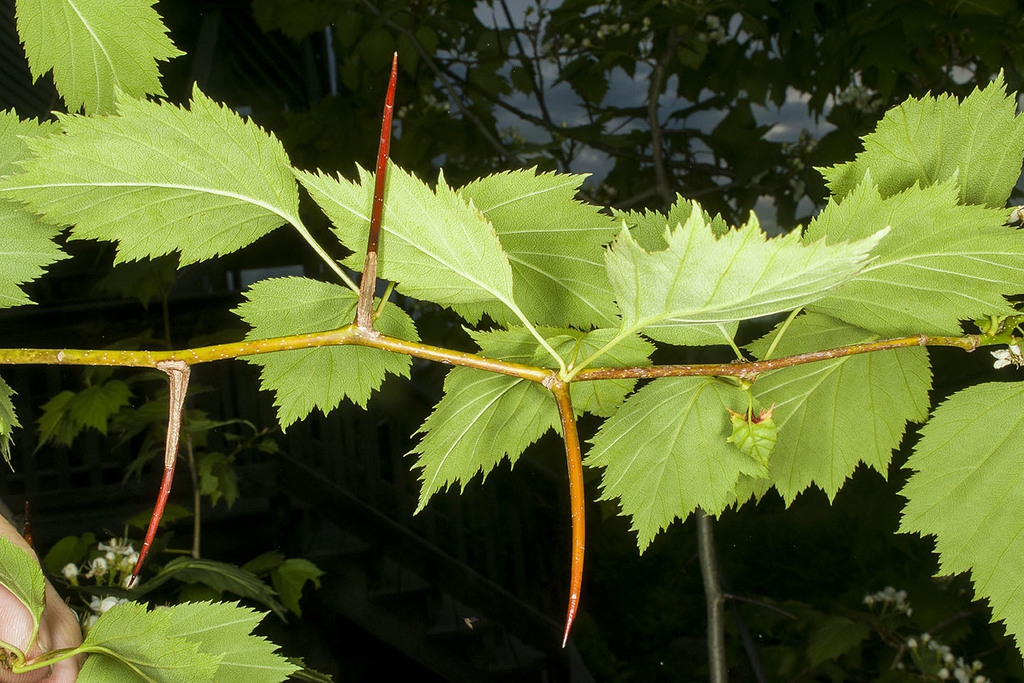 Zig-zag stem with thorns