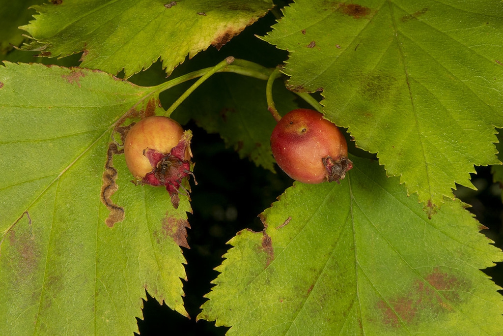 Fruit