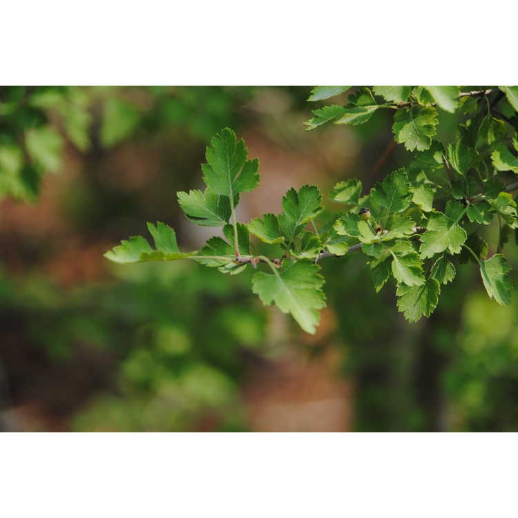 Leaves