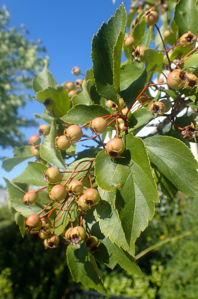Fruits