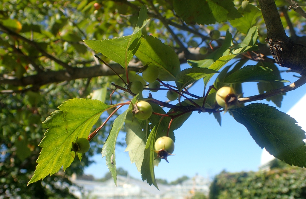 Leaves and unripe fruits