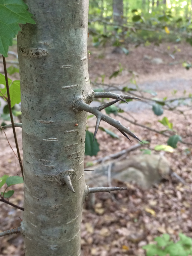 Bark with thorns