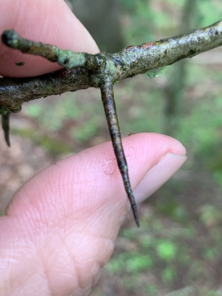 Stem with thorns