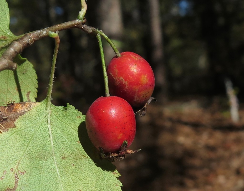 Fruit