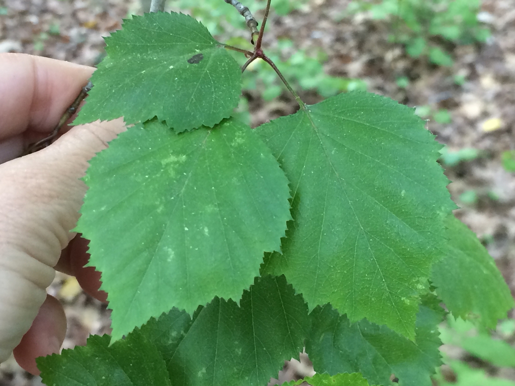 Leaves