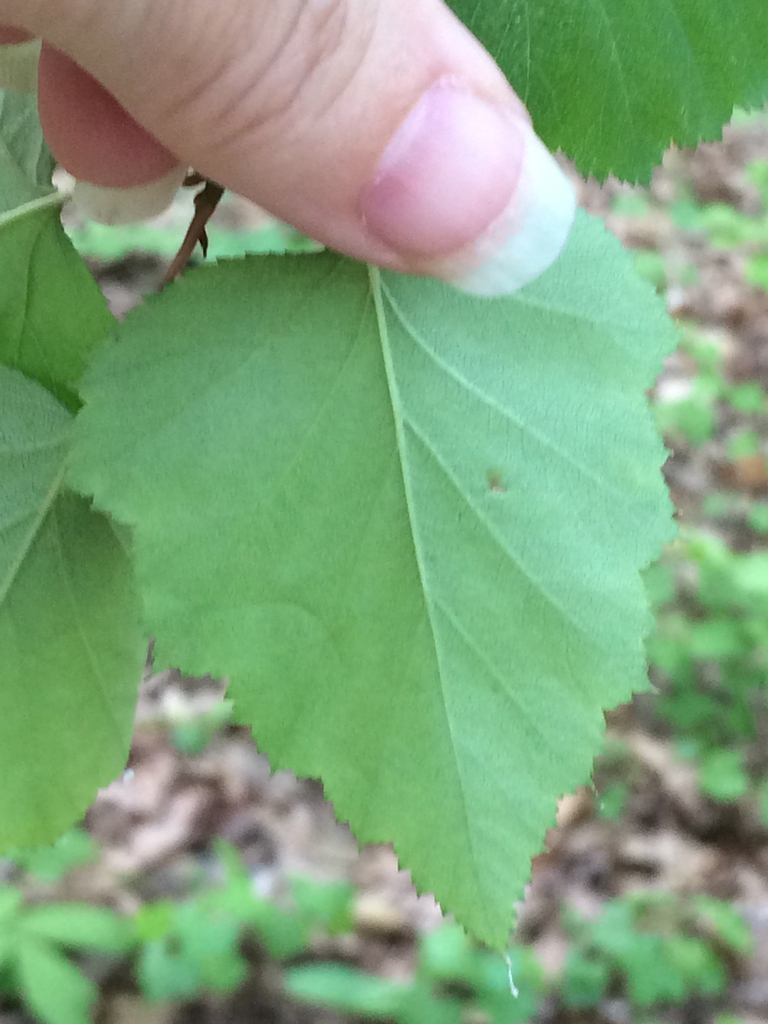 Underside of leaf