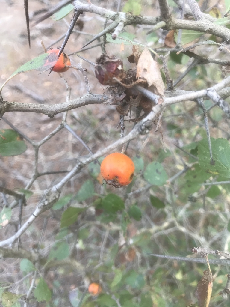 Fruit