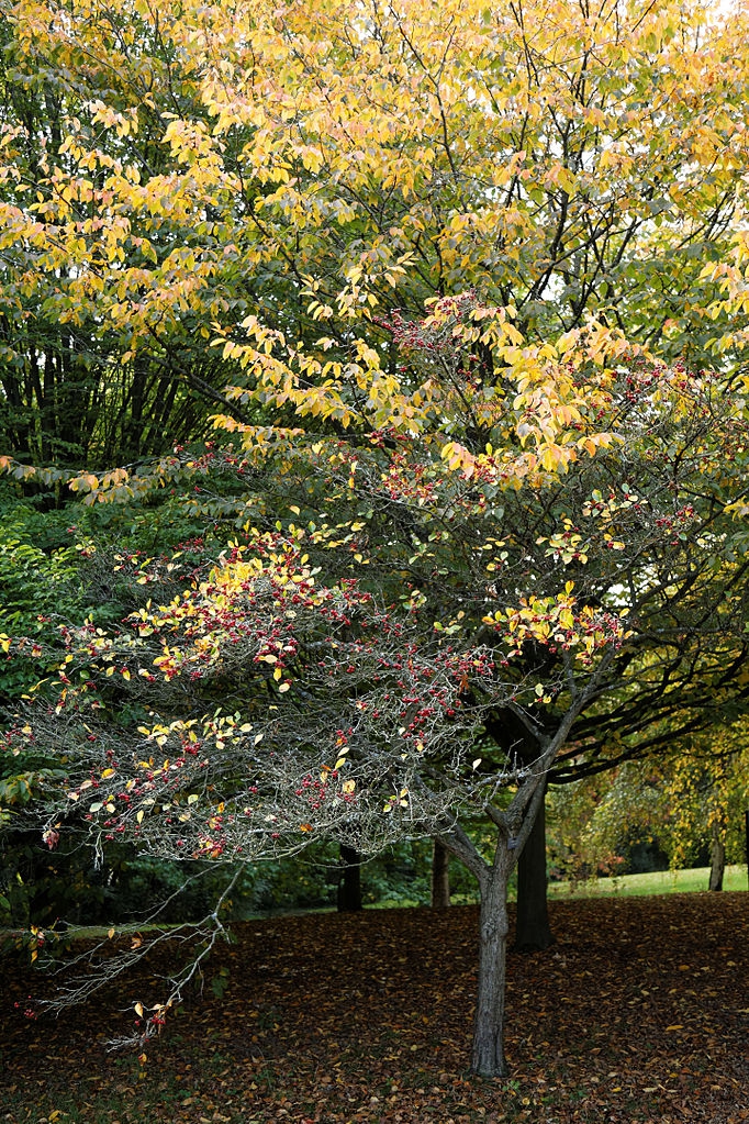 Fall form