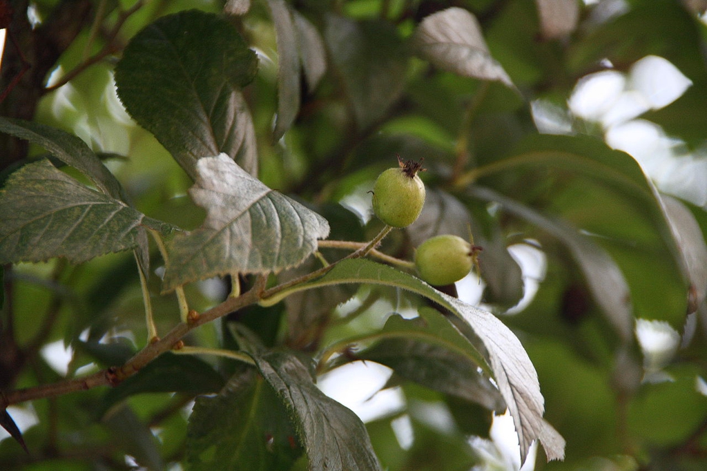 Leaves and unripe fruit