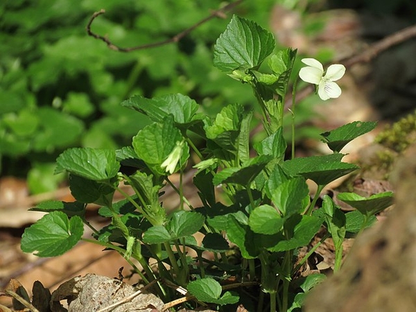 Viola striata